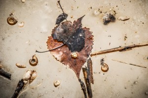 Leaves and shells captured in ice on a pond.