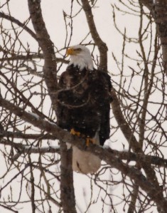 Bald Eagle, photo by Grace Grogan