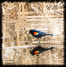 Red Wing Blackbird strolls down a twig floating on on the water.