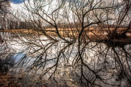 Reflections in Nature