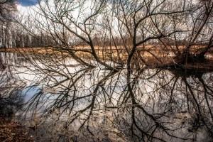 Reflections in Nature - Photo by Grace Grogan