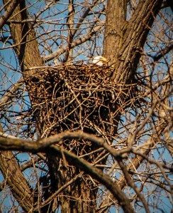 0441 Eagle in Nest-1