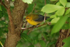 Photo by Grace Grogan