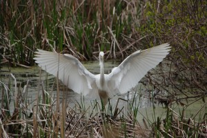 Scared the heck out of me as I was zoomed in to take a photograph when he started straight at me. Photograph by Grace Grogan