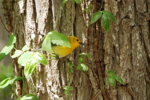 Peek-a-Boo!  Photograph by Grace Grogan