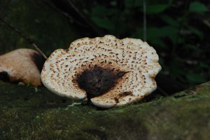 Photo by Grace Grogan