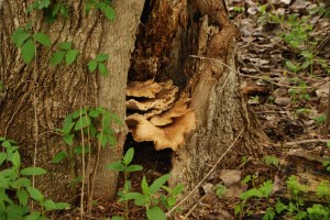 Photo by Grace Grogan