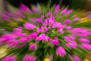 Flower Zoom by Grace Grogan