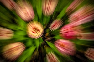 Zinia flower zoom.  Photo by Grace Grogan