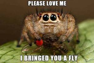 Spider - Bringed you a fly