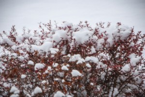 Photo copyright Grace Grogan 2014