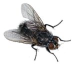 house fly