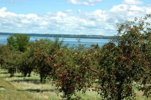 Traverse City Cherry Trees an Grand Traverse Bay in the background.  Photo obtained online.