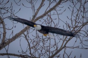 Eagle in Flight.  Photo copyright Ron Grogan 2015