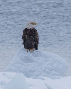 Eagle on Ice,  Photo copyright Ron Grogan 2015