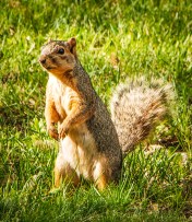 Standing Squirrel