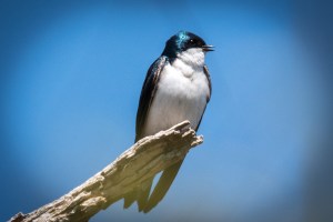 Photo by Grace Grogan, copyright 2015