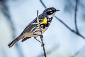 Photo by Grace Grogan Copyright 2015