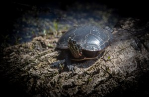 Photo by Grace Grogan Copyright 2015