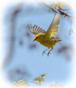 Photo by Grace Grogan Copyright 2015