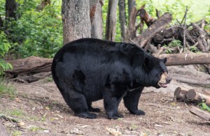 Photo taken at Oswald Bear Ranch. Copyright 2015 Grace Grogan.