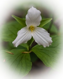 2769 trillium portrait format (1 of 1)