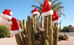 Cactus with Christmas Hats
