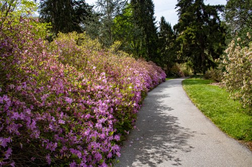 Azalea Garden